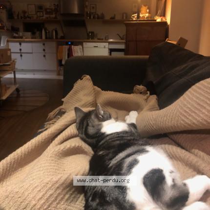 Photo 1/1 Chaka Chat perdu à Paris