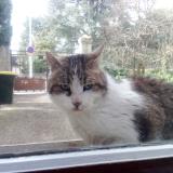 Photo de chat trouvé à Lyon