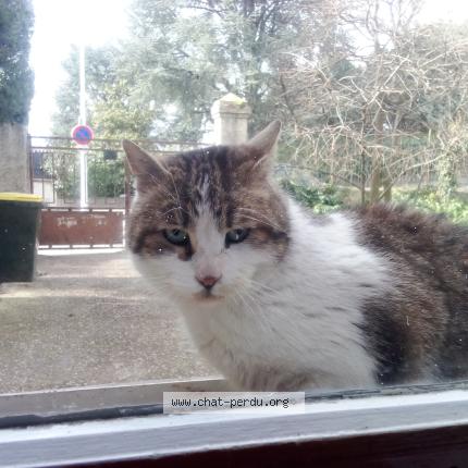 Photo 1/1 Chat retrouvé Trouvé à Lyon