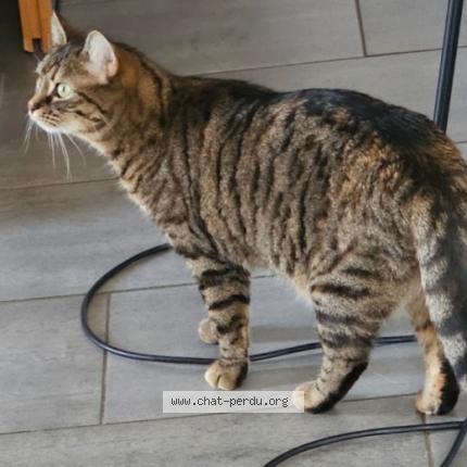 Photo 1/1 Olympe Chat perdu à Anqueterville