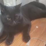 Photo de chat trouvé à Chantilly