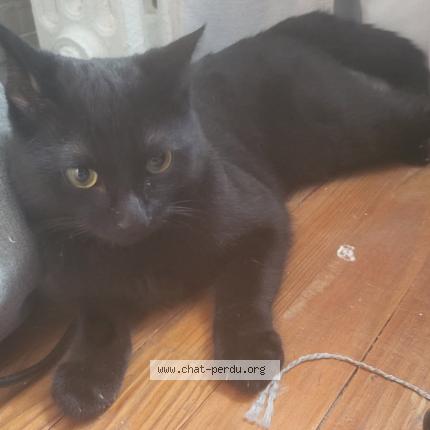 Photo 1/1 Chat trouvé Trouvé à Chantilly