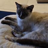 Photo de chat perdu à Azereix