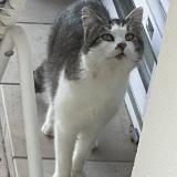 Photo de chat trouvé à Meursac