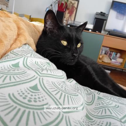 Photo 1/1 Chat retrouvé Perdu à Toulouse