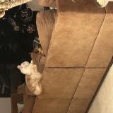 Photo de chat perdu à Bedaride