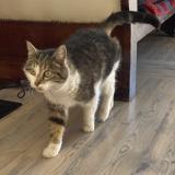 Photo de chat trouvé à Le Monetier Les Bains