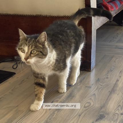 Photo 1/1 Chat trouvé Trouvé à Le monetier les bains