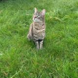 Photo de chat perdu à Deuil La Barre