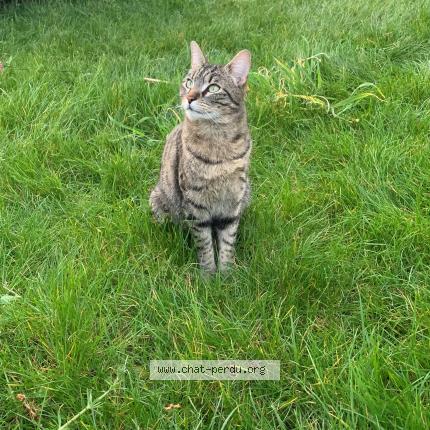 Photo 1/1 Trafy Chat perdu à Deuil la barre