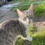 Photo de chat trouvé à Saint Cyr Sur Loire