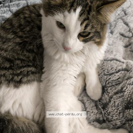 Photo 1/1 Chat trouvé Trouvé à Septemes les vallons