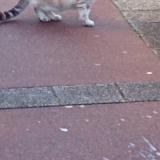 Photo de chat trouvé à Calais