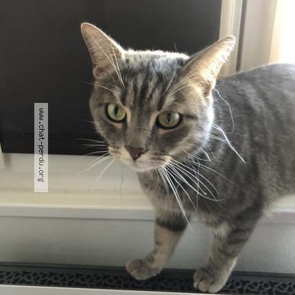 Photo 1/1 Chat retrouvé Trouvé à Paris