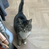 Photo de chat perdu à Biarritz