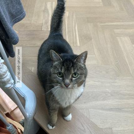 Photo 1/1 Lady Chat perdu à Biarritz