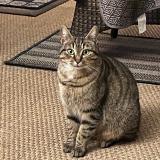 Photo de chat perdu à Senantes