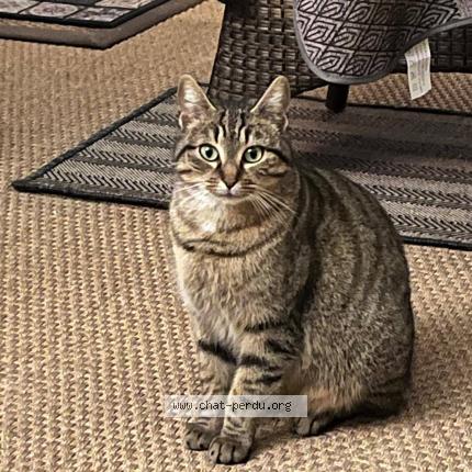 Photo 1/1 Mimi Chat perdu à Senantes