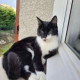 Photo de chat perdu à Dardilly