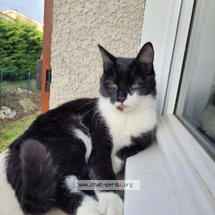 Photo 1/1 Milou Chat perdu à Dardilly