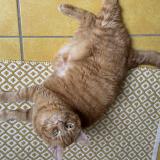 Photo de chat perdu à Saintjean Brevelay