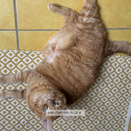 Photo 1/1 CHARLY Chat perdu à Saintjean brevelay