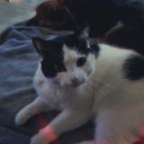 Photo de chat perdu à Cesson Sevigne