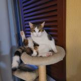 Photo de chat perdu à Marignane