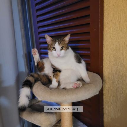 Photo 1/2 Teddy Chat perdu à Marignane