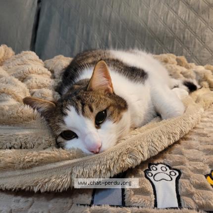 Photo 2/2 Teddy Chat perdu à Marignane