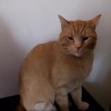 Photo de chat perdu à Combourg