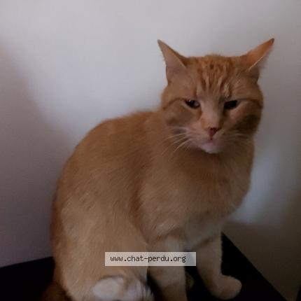 Photo 1/1 Chatroyx Chat perdu à Combourg