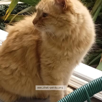 Photo 1/1 Minouche Chat perdu à Plouneventer