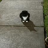 Photo de chat perdu à Missouri City