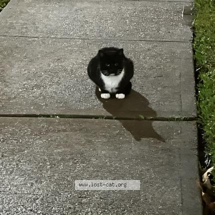 Photo 1/1 Baby Chat perdu à Missouri city