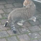 Photo de chat trouvé à Villenoy