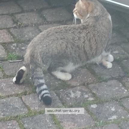 Photo 1/1 Chat trouvé Trouvé à Villenoy