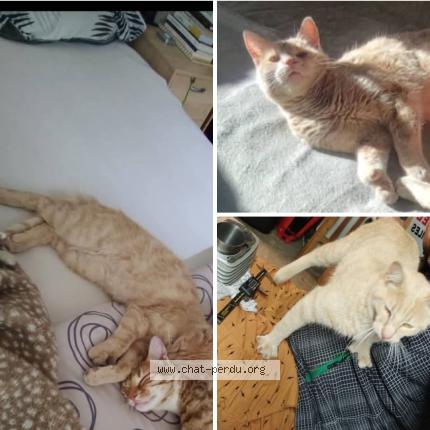 Photo 1/1 Univers Chat perdu à Devesset