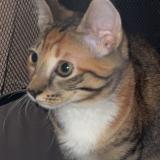 Photo de chat perdu à Mogwase