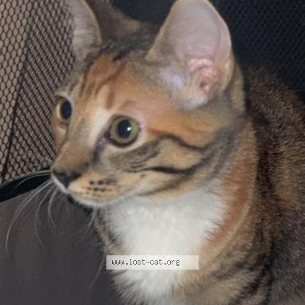 Photo 1/1 Polo Chat perdu à Mogwase