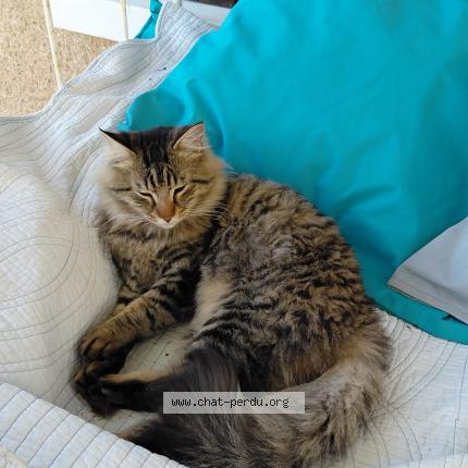 Photo 1/4 Chat trouvé Trouvé à Beaumont st cyr