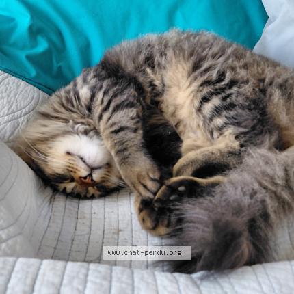 Photo 2/4 Chat trouvé Trouvé à Beaumont st cyr