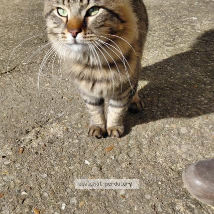 Photo 3/4 Chat trouvé Trouvé à Beaumont st cyr