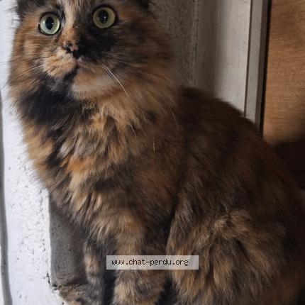 Photo 1/1 Chat retrouvé Perdu à Bonnac la cote