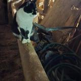 Photo de chat perdu à Lapalisse