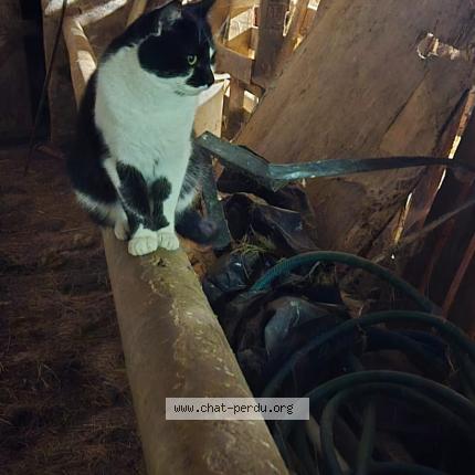 Photo 1/1 GROOT Chat perdu à Lapalisse