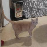 Photo de chat perdu à Joigny