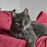 Photo de chat perdu à Sainte Soulle