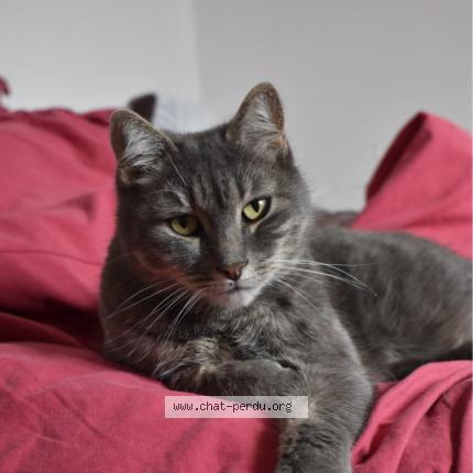 Photo 1/1 Pookie Chat perdu à Sainte soulle