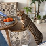 Photo de chat perdu à Saint Imoges